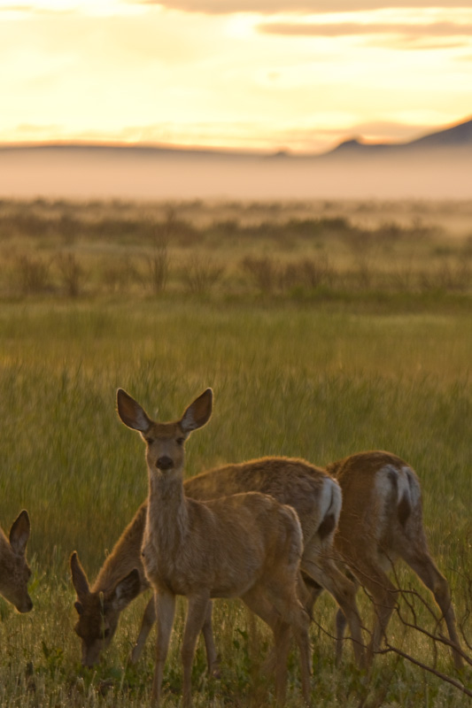 Mule Deer